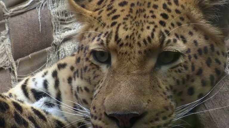 Panthera ‘Yaşam İçin Kürk’ projesiyle leoparları kurtarıyor