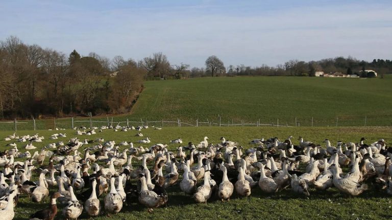 Finlandiya’dan dünyada bir ilk: Kuş gribi aşısı insanlara uygulanacak