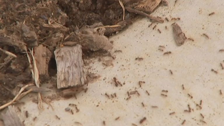 Kırmızı ateş karıncaları Avustralya’yı istila ediyor
