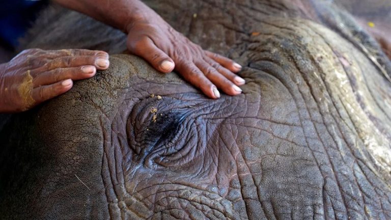 2070 yılına gelindiğinde dünyanın %57’sinde insan-yaban hayatı çatışmaları artacak