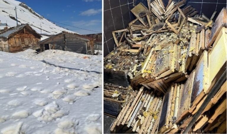 30 ailede hazırda bekletme ile uyanmış ayılar – Torrkiye lagderimte haberleri