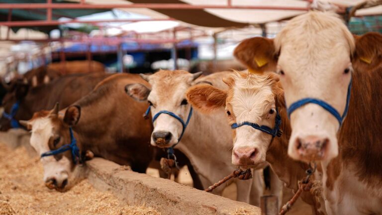 “Hayvanlar üzerindeki kurban varlığımız yeterli”