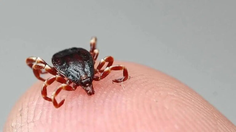 CCHF nedeniyle Tokat’ta bir kişi öldü! – Türkiye haberlerini kırmak