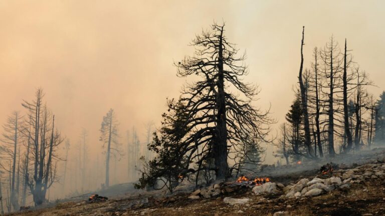 Avrupa Birliği, kayıtlarda en kötü yangın mevsimiyle yüzleşmek zorunda